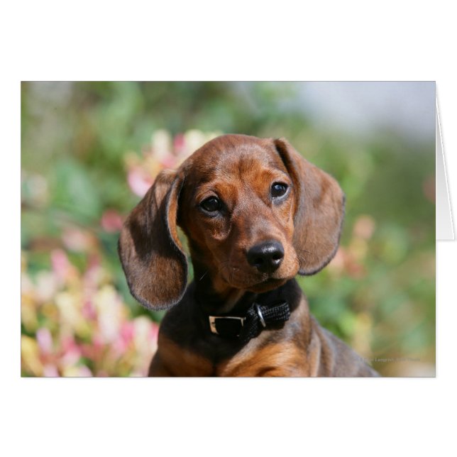 Tan MinMeeting Dachshund Hälsningskort (Framsidan Horizontal)