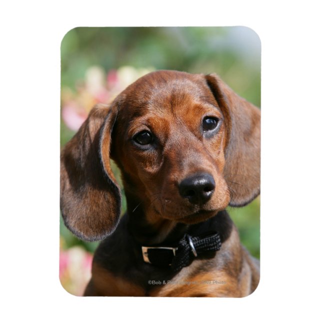 Tan MinMeeting Dachshund Magnet (Vertikal)