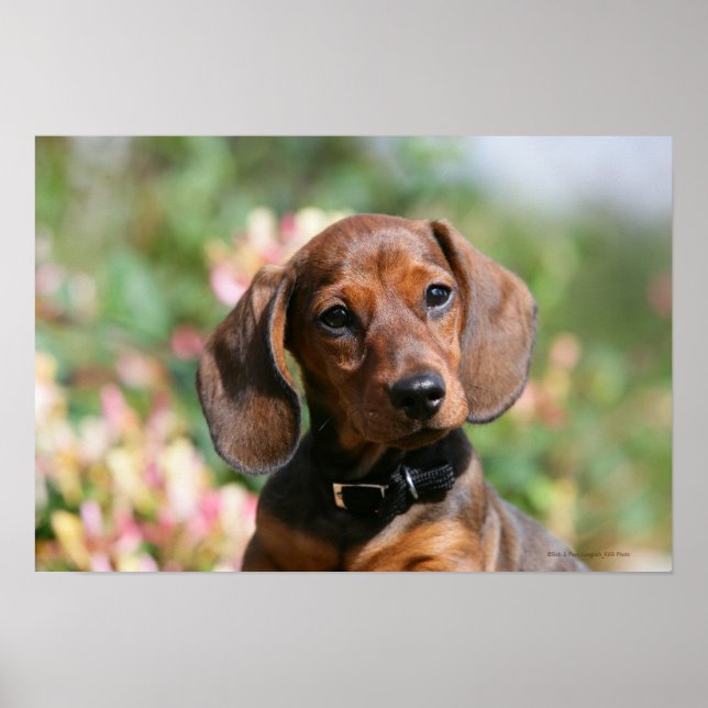 Tan MinMeeting Dachshund Poster (Framsidan)