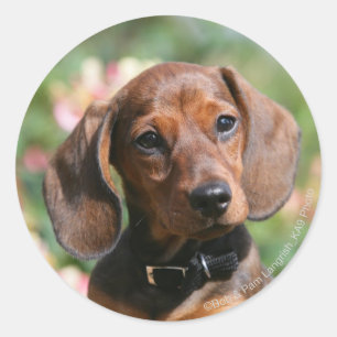 Tan MinMeeting Dachshund Runt Klistermärke