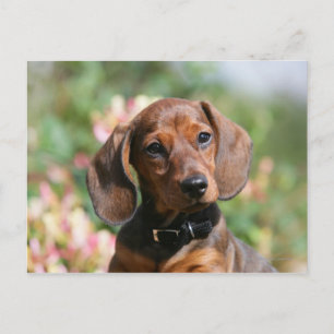 Tan MinMeeting Dachshund Vykort
