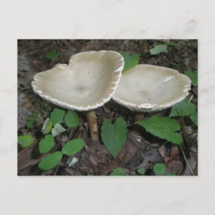 Tan Mushroom-vykort Vykort