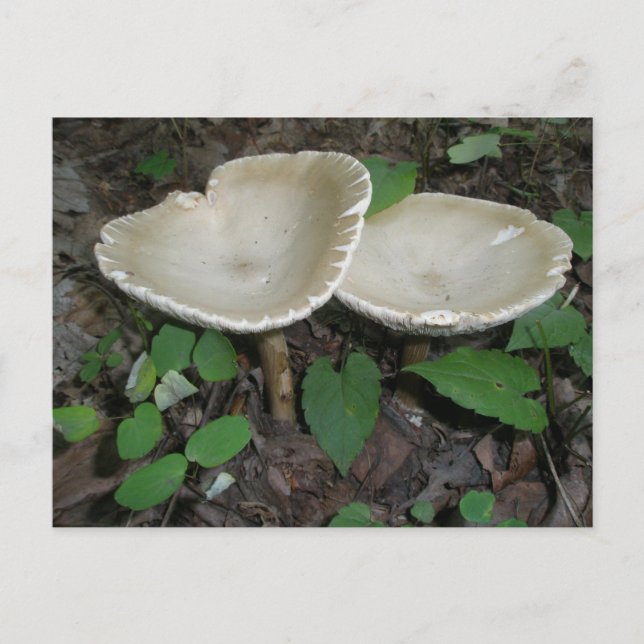 Tan Mushroom-vykort Vykort (Framsida)