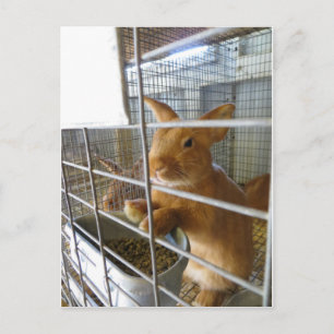 Tan Rabbit Vykort