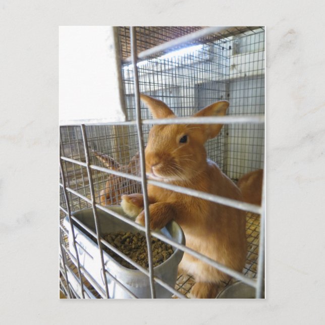 Tan Rabbit Vykort (Framsida)