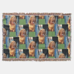 tan vizsla hound hund porträtt filt