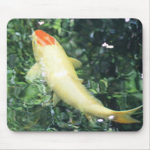 Tancho Koi mata Musmatta