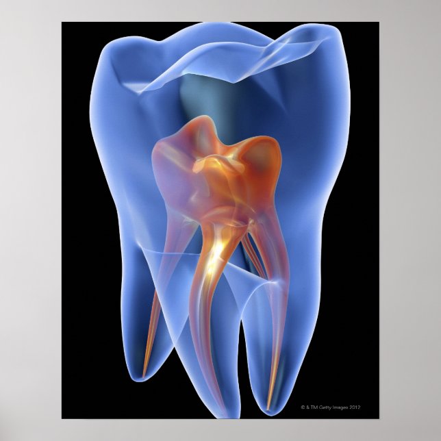 Tand, genomskinlig del av Kor i molar Poster (Framsidan)