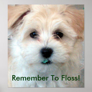 Tand- hygienFlossvalp Poster