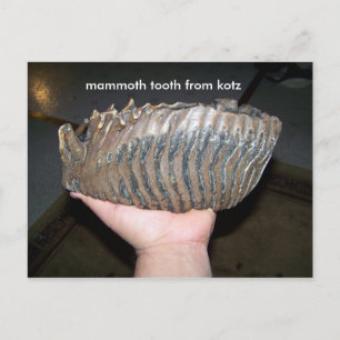 Tand, mammotand från kotz vykort