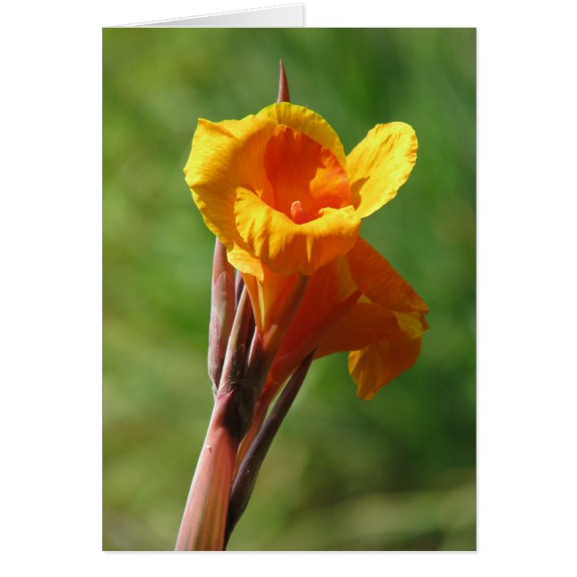 Tända - orangen hälsningskort (Framsidan)