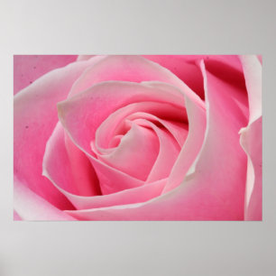 Tända - rosa ros 01 poster
