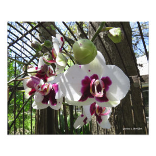 Tandad Lila och vit Phalaenopsis Orchid Fototryck