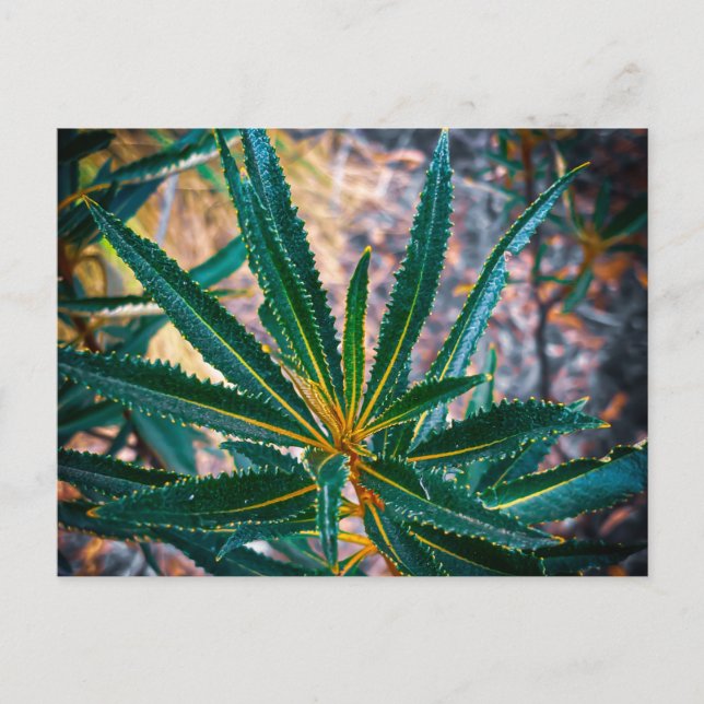 Tandade gröna blad vykort (Framsida)