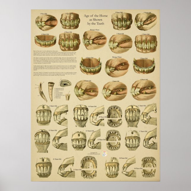 Tandålder för hästtänder poster (Framsidan)
