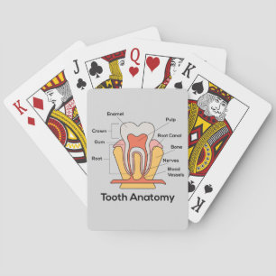 Tandanatomdiagram Casinokort