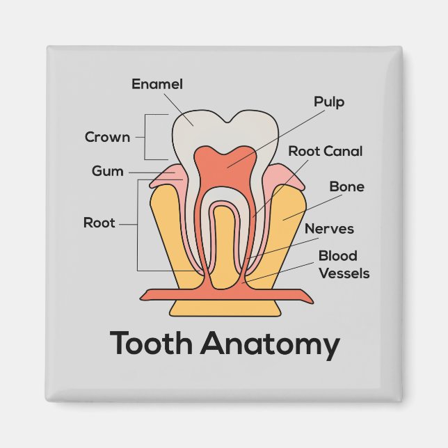 Tandanatomdiagram Magnet (Framsidan)