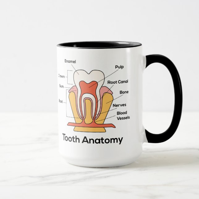 Tandanatomdiagram Mugg (Höger)