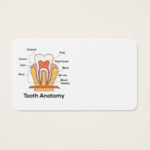 Tandanatomdiagram Visitkort