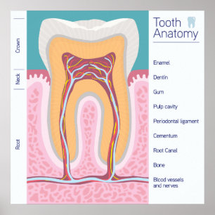 Tandanatomiillustration Poster
