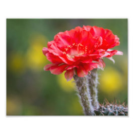 Tändduett Fototryck