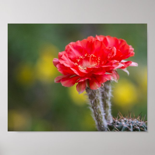 Tändduett Poster (Framsidan)