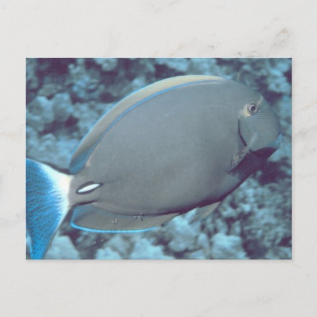 Tang Fish Vykort (Framsida)