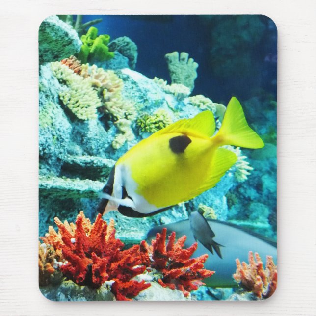 Tang Musmatta (Framsidan)