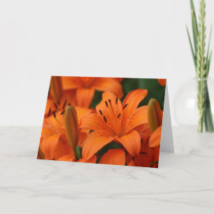 "Tangerine Beauty" vykort