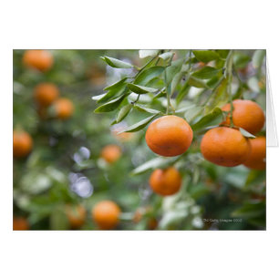 Tangerines hängande i träd hälsningskort
