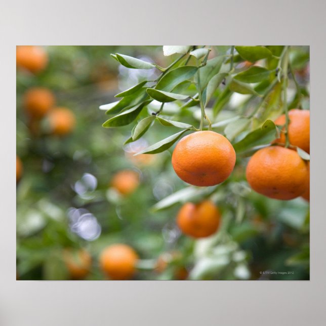 Tangerines hängande i träd poster (Framsidan)