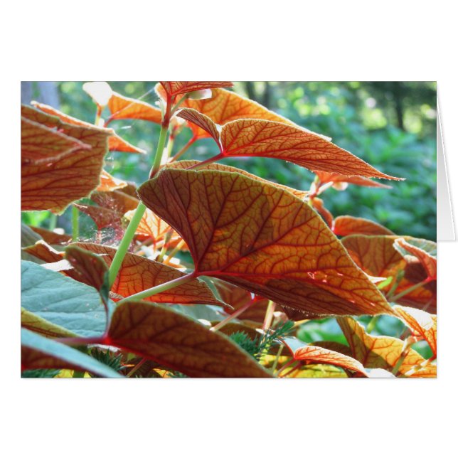 Tanglad Hälsningskort (Framsidan Horizontal)