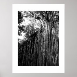 Tangled Träd Australia Black and White Photography Poster