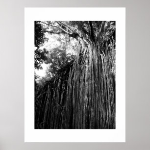 Tangled Träd Australia Black and White Photography Poster
