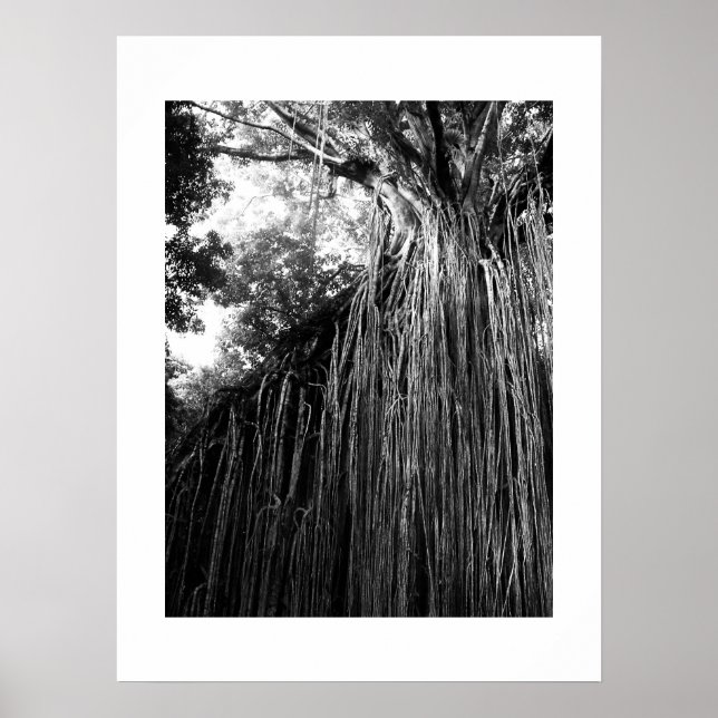 Tangled Träd Australia Black and White Photography Poster (Framsidan)