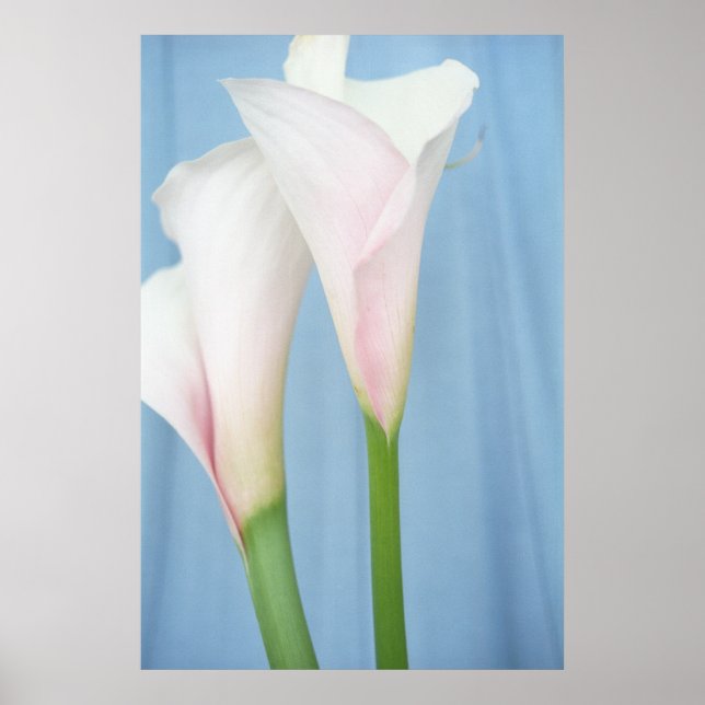 Tango White Calla Lilies Foto Affisch Konsttryck (Framsidan)