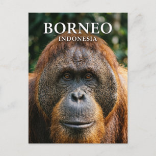 Tanjung Puting nationalpark Indonesien Vykort