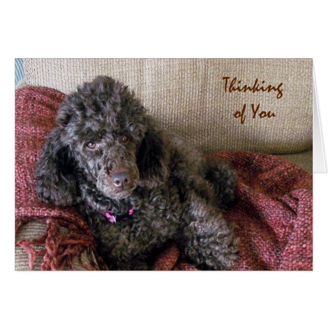 Tänk på dig, Brown Pudel på Blanketkortet Hälsningskort (Framsidan Horizontal)
