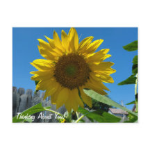 Tänk på solrosfotografi