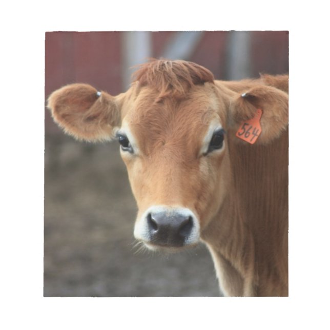 Tänka att jag är Söt Jersey Cow Anteckningsblock (Framsida)
