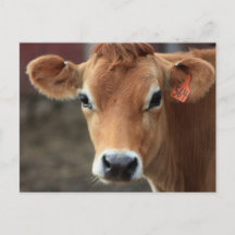 Tänka att jag är Söt Jersey Cow
