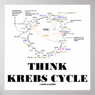 Tänka Krebs Cycle (Citric Acid Cycle - TCAC) Poster