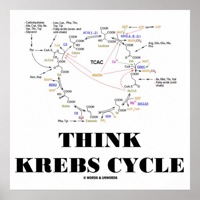 Tänka Krebs Cycle (Citric Acid Cycle - TCAC) Poster (Framsidan)