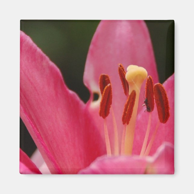 Tänka Rosa Lily Magnet (Framsidan)