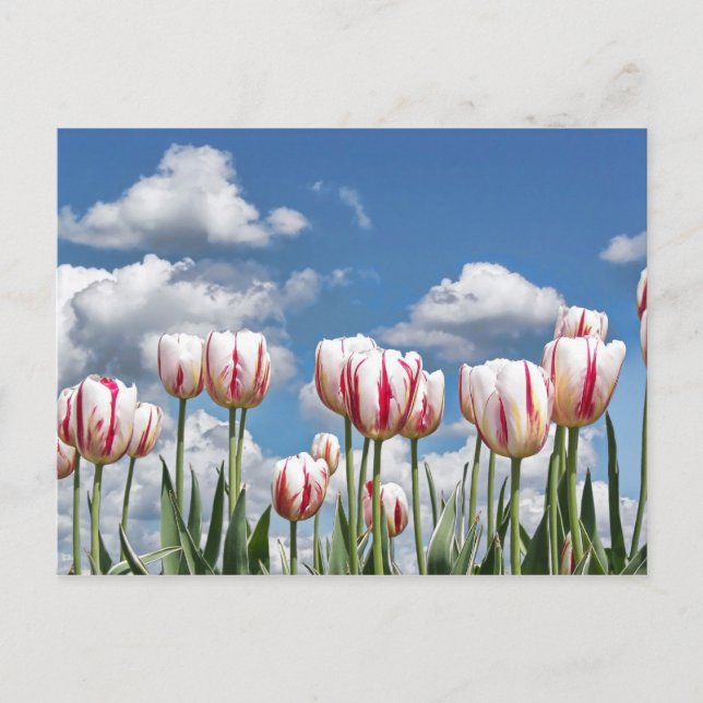 Tänka Vår! Vykort (Framsida)