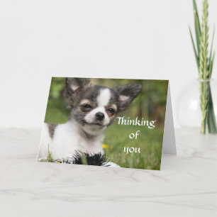 Tänkande av dig Chihuahua Kort