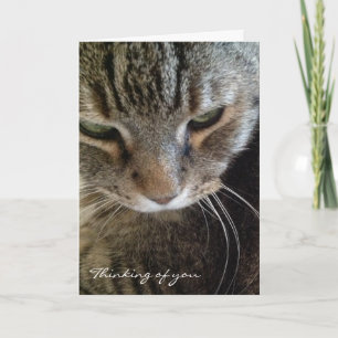 Tänkande av dig roligt tabby kattkort kort