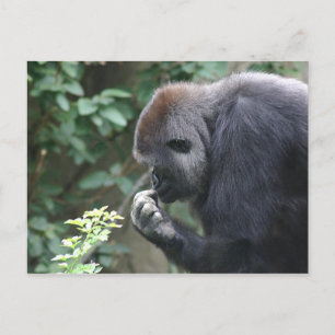 Tänkande gorilla-vykort vykort