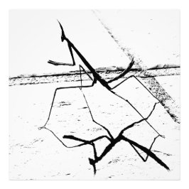 Tänkande Mantis Fototryck