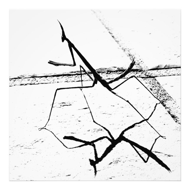 Tänkande Mantis Fototryck (Framsidan)